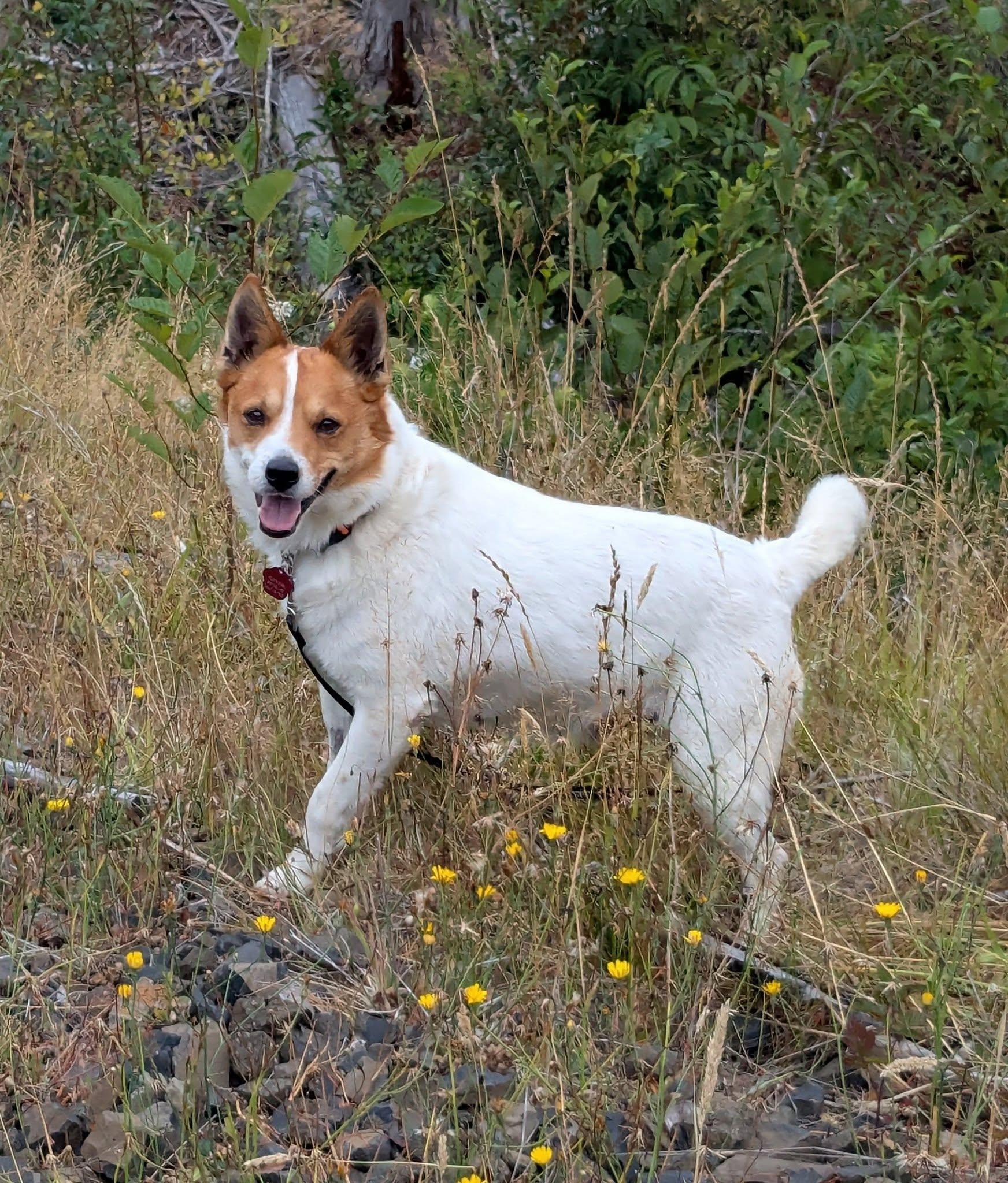 Leo, Adoptable, Adult Male Australian Cattle Dog / Blue Heeler & Chihuahua.