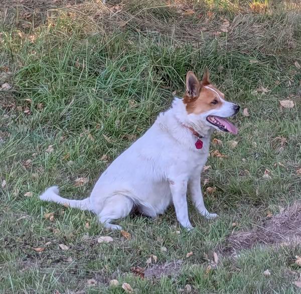 Leo, Adoptable, Adult Male Australian Cattle Dog / Blue Heeler & Chihuahua.