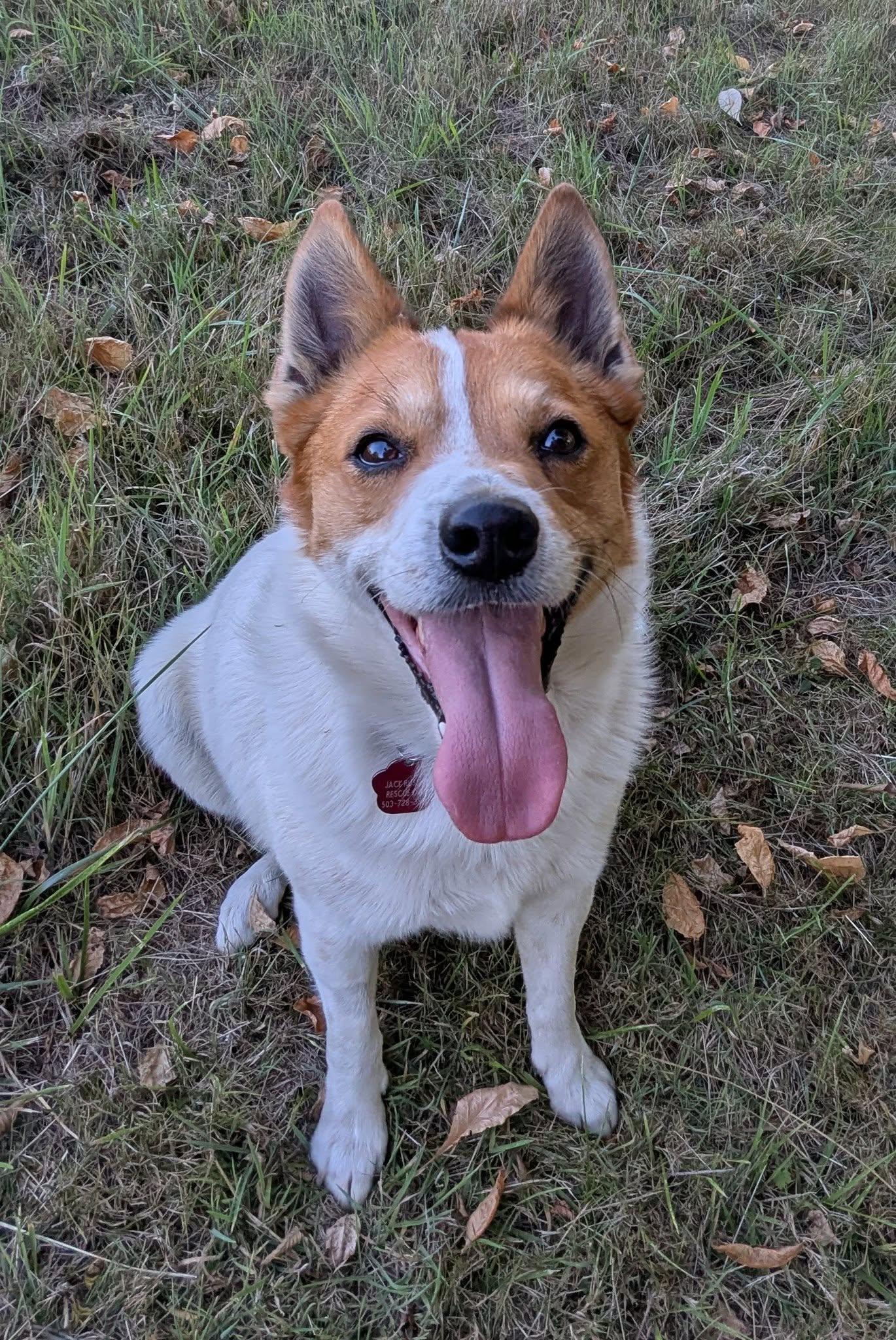 Leo, a Adoptable mixed breed in Moses Lake, WA image 2/6
