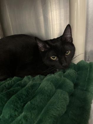 Loretta Lynn, Adoptable, Kitten Female Domestic Short Hair & Domestic Short Hair.