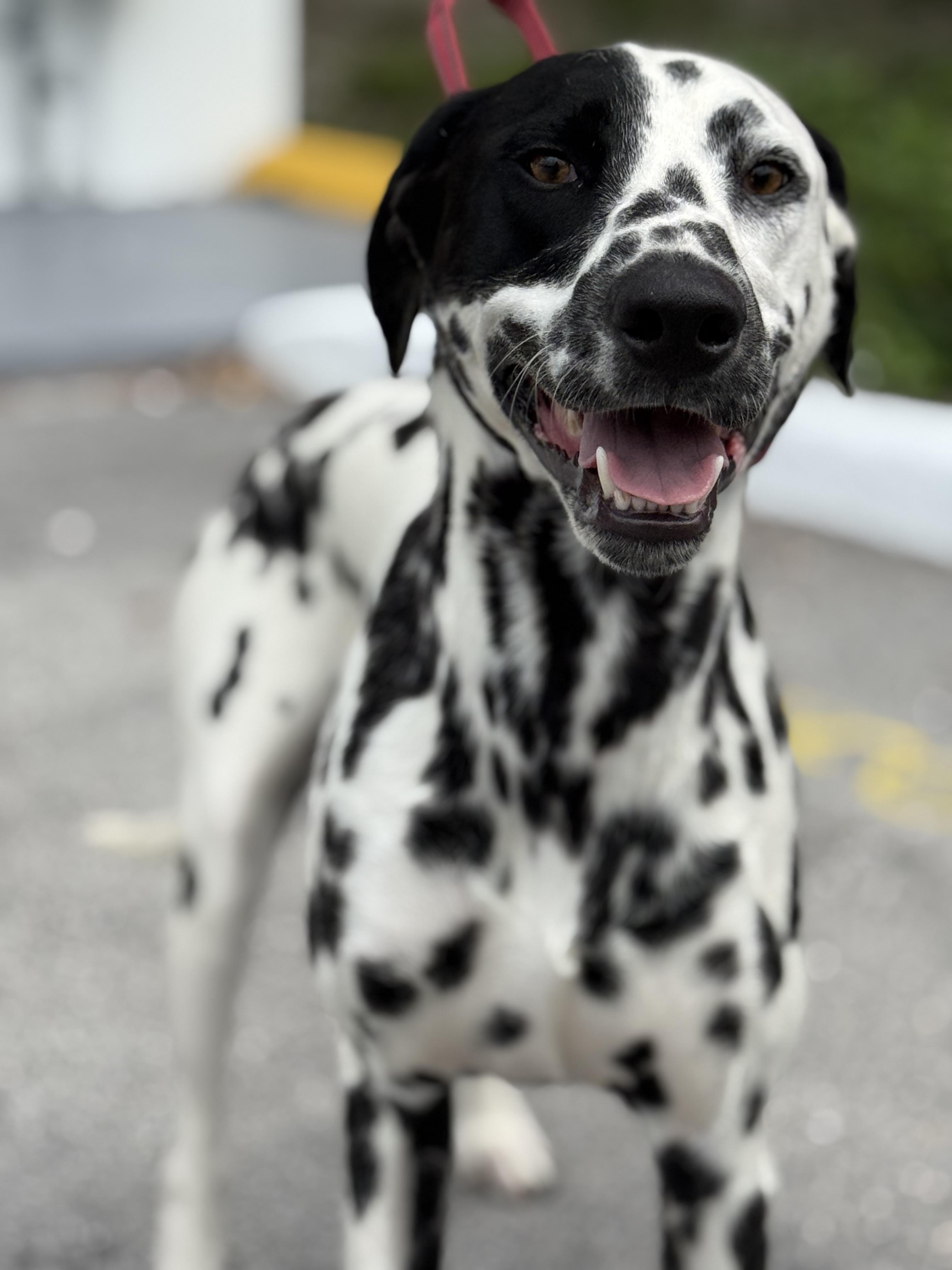 Enlarge Tempo - TRAINED DOG, a ADOPTABLE Dalmatian in Miami, FL image 1/2