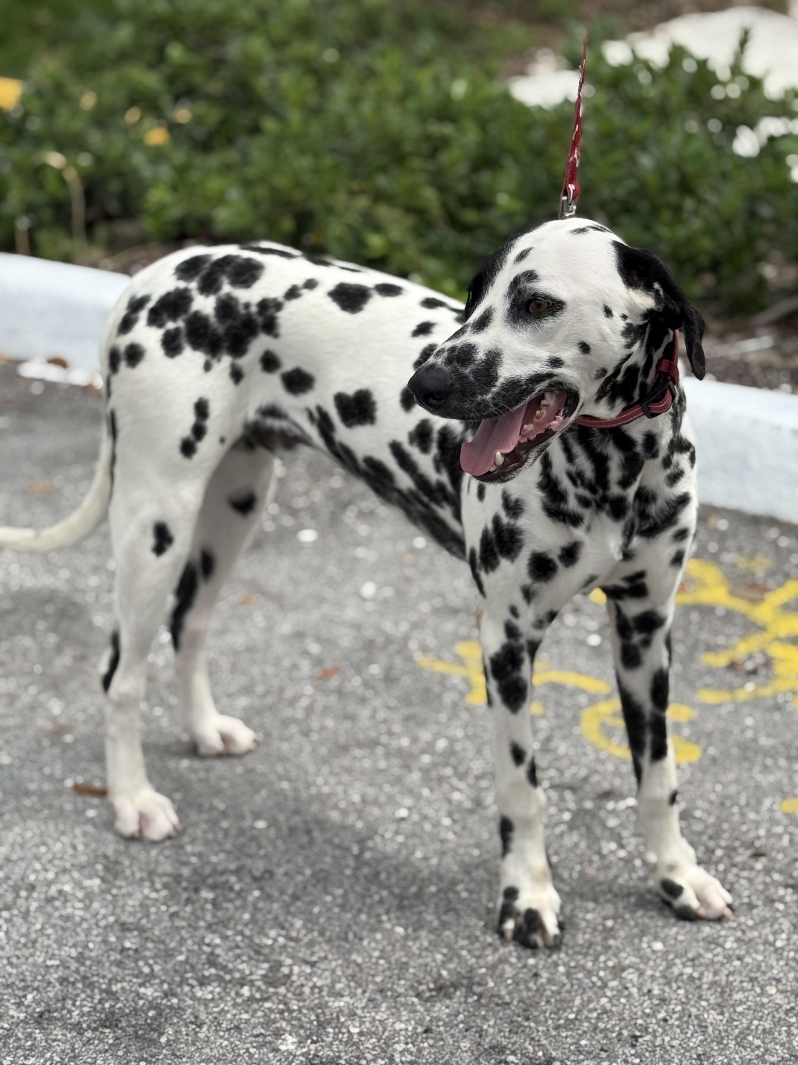 Enlarge Tempo - TRAINED DOG, a ADOPTABLE Dalmatian in Miami, FL image 2/2