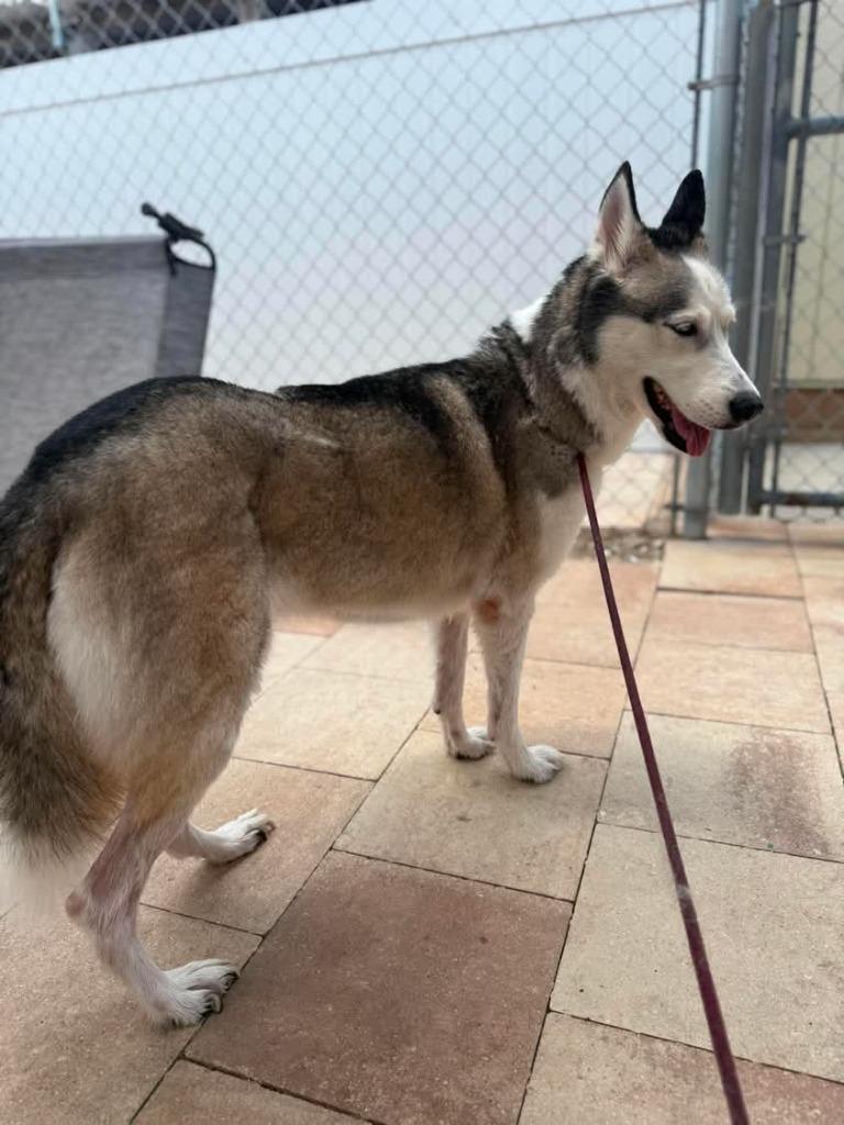 Winter, Adoptable, Adult Female Husky.