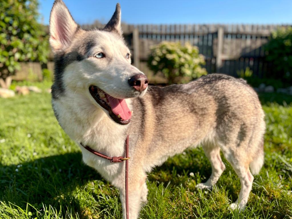 Enlarge Winter, a Adoptable Husky in Sebastian, FL image 2/6