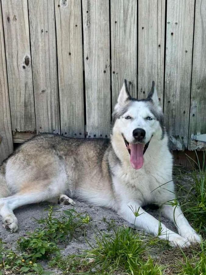 Enlarge Winter, a Adoptable Husky in Sebastian, FL image 3/6