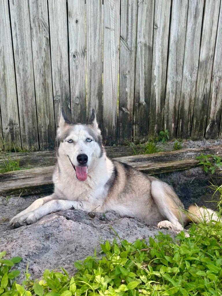 Enlarge Winter, a Adoptable Husky in Sebastian, FL image 4/6