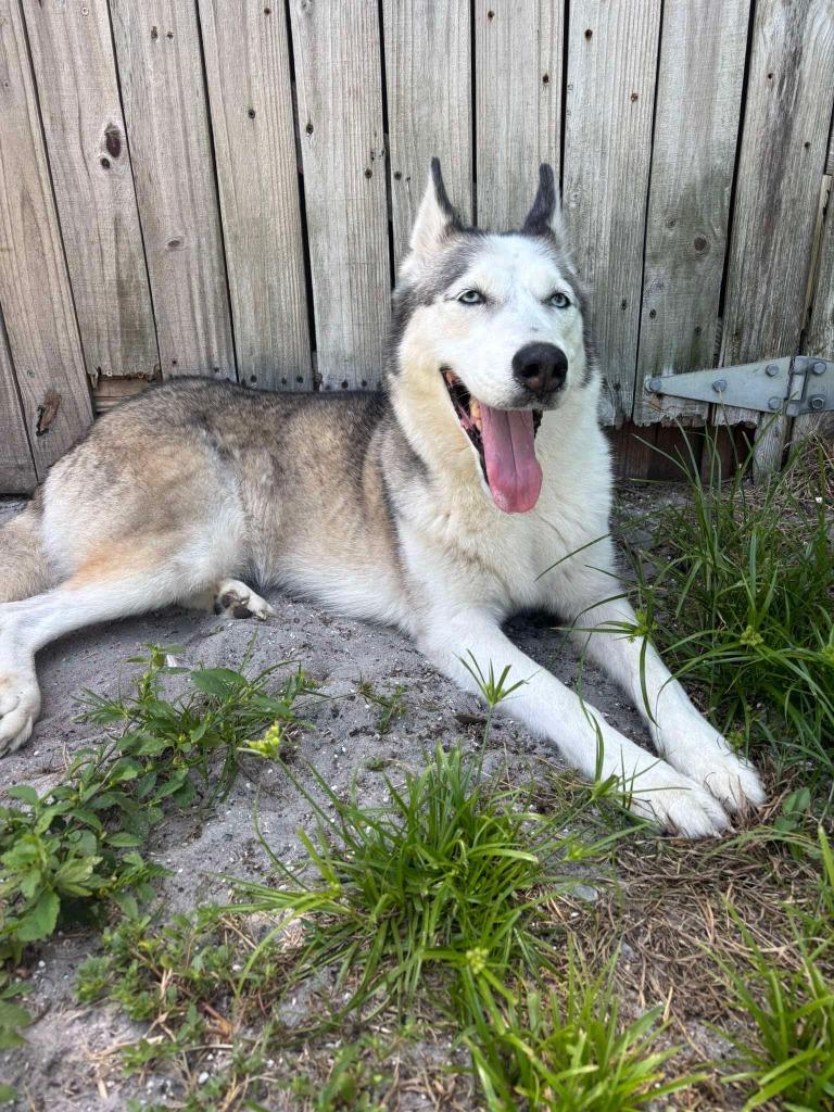 Enlarge Winter, a Adoptable Husky in Sebastian, FL image 5/6