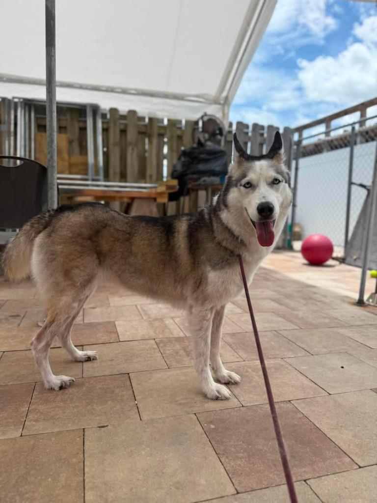 Enlarge Winter, a Adoptable Husky in Sebastian, FL image 6/6