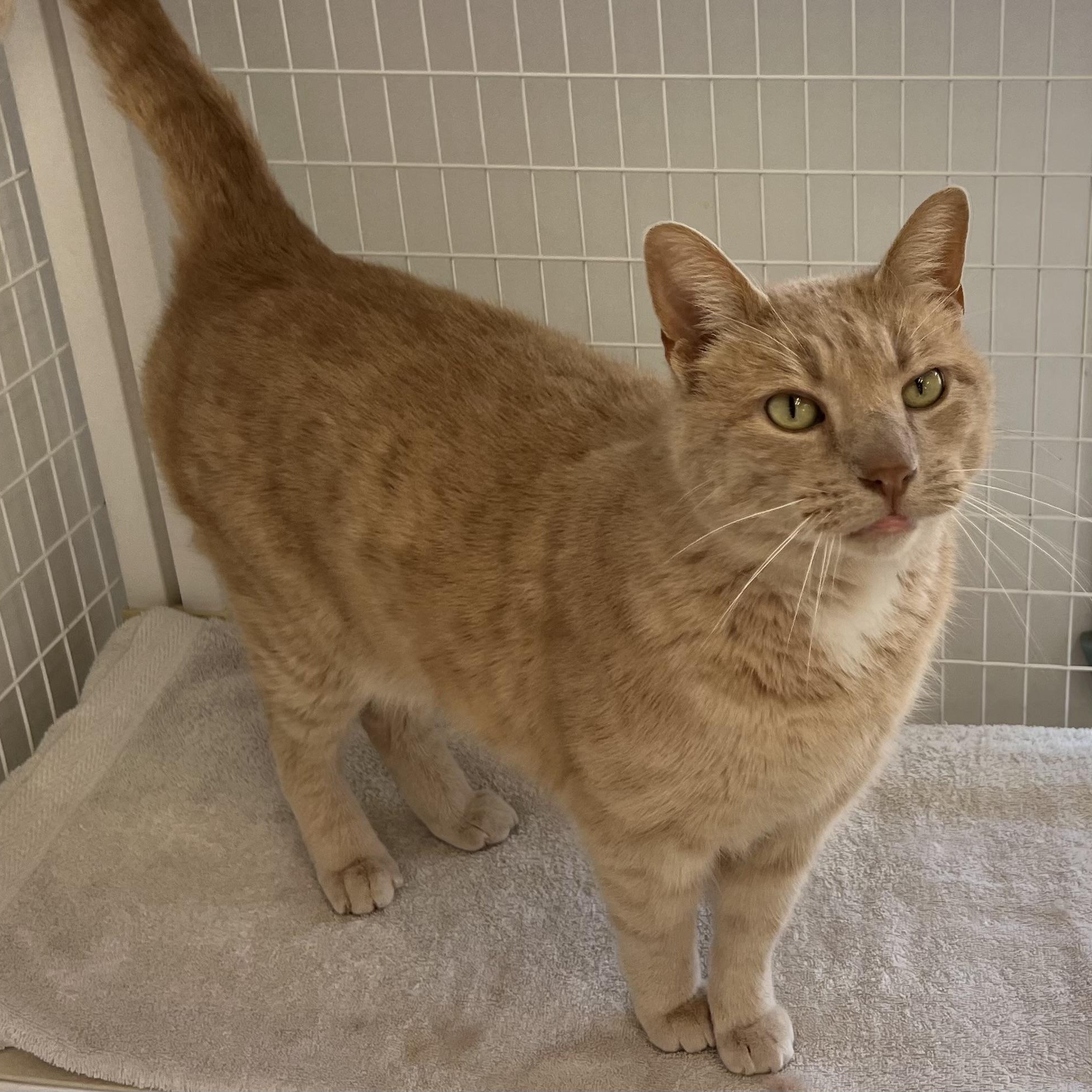 Enlarge Mac, a ADOPTABLE Domestic Short Hair in Medfield, MA image 1/5