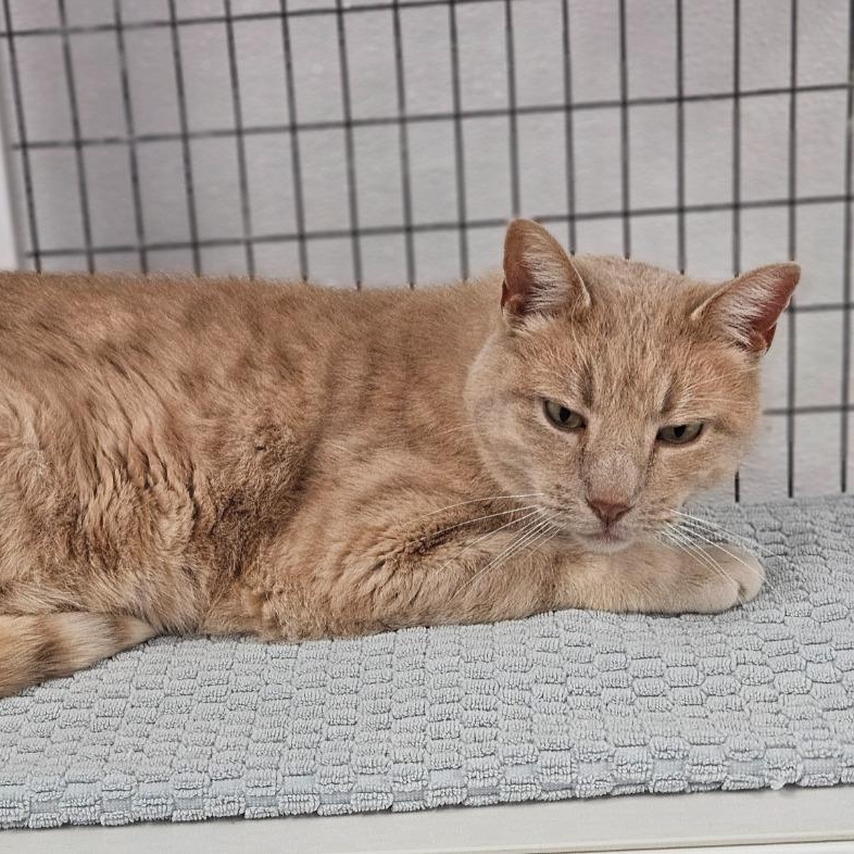 Enlarge Mac, a ADOPTABLE Domestic Short Hair in Medfield, MA image 2/5