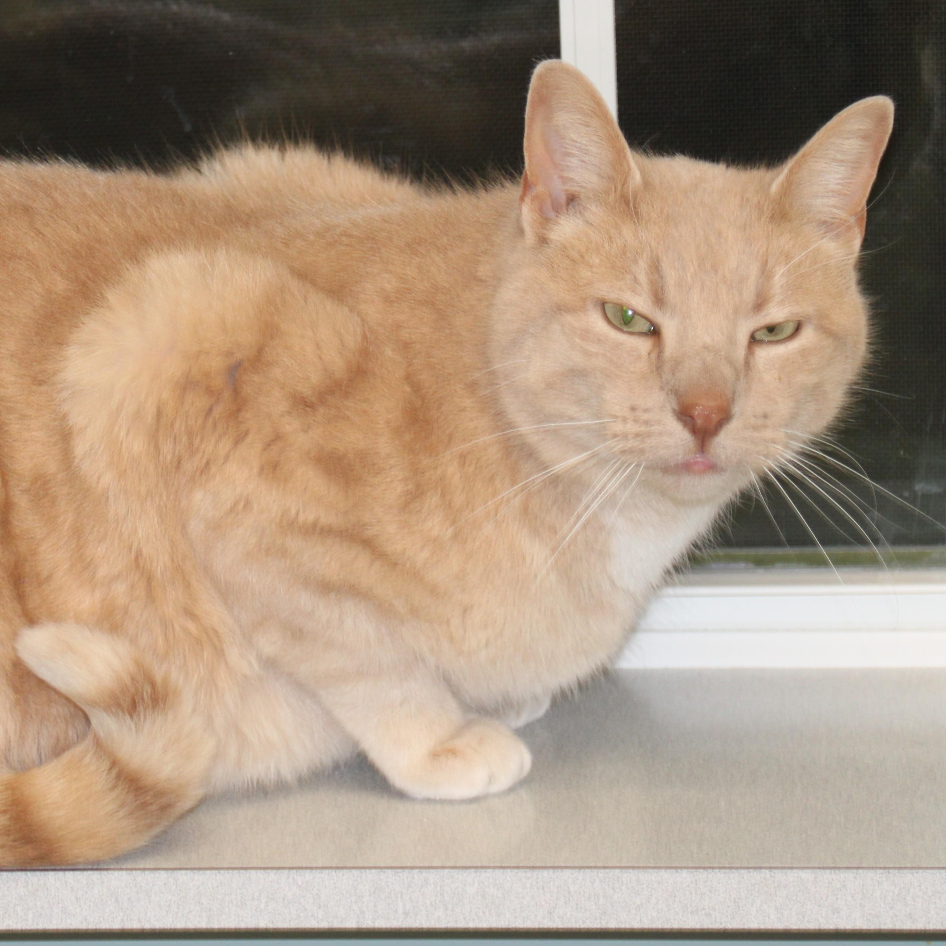 Enlarge Mac, a ADOPTABLE Domestic Short Hair in Medfield, MA image 4/5