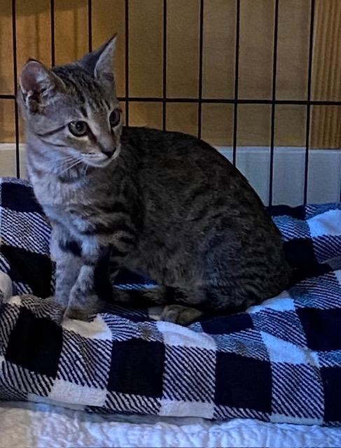 Enlarge Jay, a Adoptable Domestic Short Hair in Lafayette, LA image 2/6