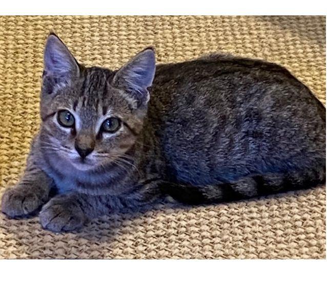 Jay, Adoptable, Kitten Male Domestic Short Hair.