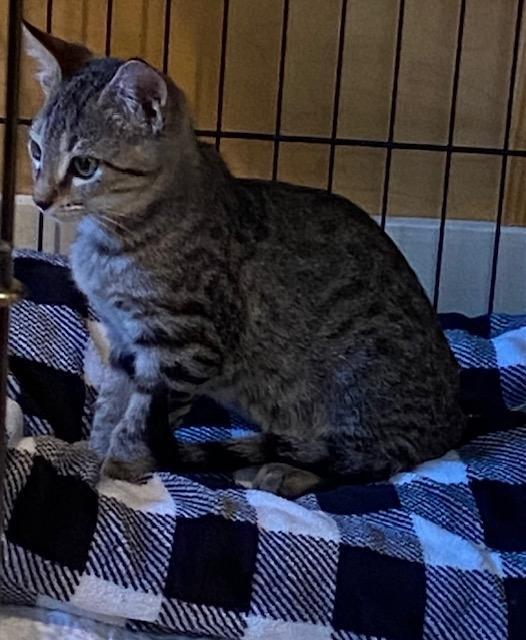 Enlarge Jay, a Adoptable Domestic Short Hair in Lafayette, LA image 3/6