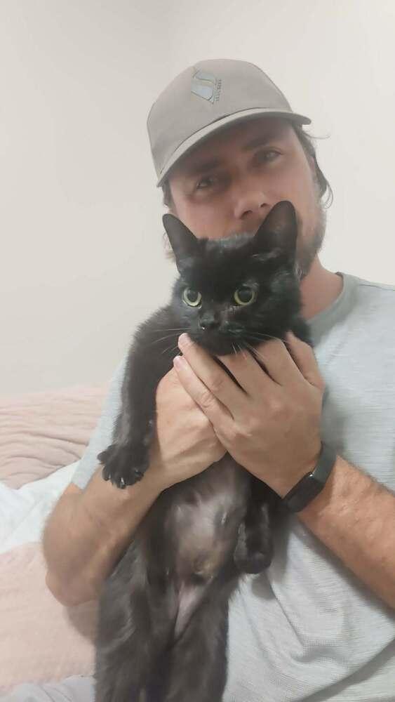 Enlarge BooBoo, a Adoptable Domestic Short Hair in Orlando, FL image 1/4