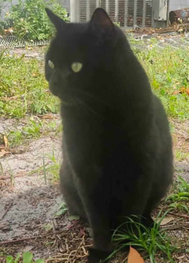 Enlarge BooBoo, a Adoptable Domestic Short Hair in Orlando, FL image 2/4