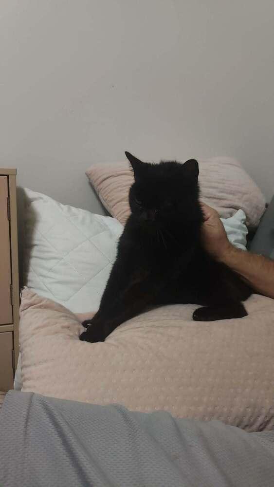 Enlarge BooBoo, a Adoptable Domestic Short Hair in Orlando, FL image 3/4