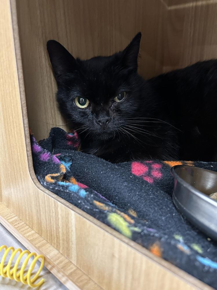 Enlarge BooBoo, a Adoptable Domestic Short Hair in Orlando, FL image 4/4