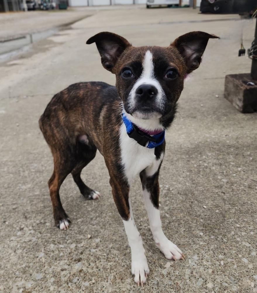Kilroy, Adopted, Puppy Male Boston Terrier.