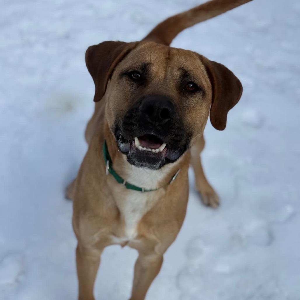 Barnaby, Adoptable, Adult Male Mixed Breed.