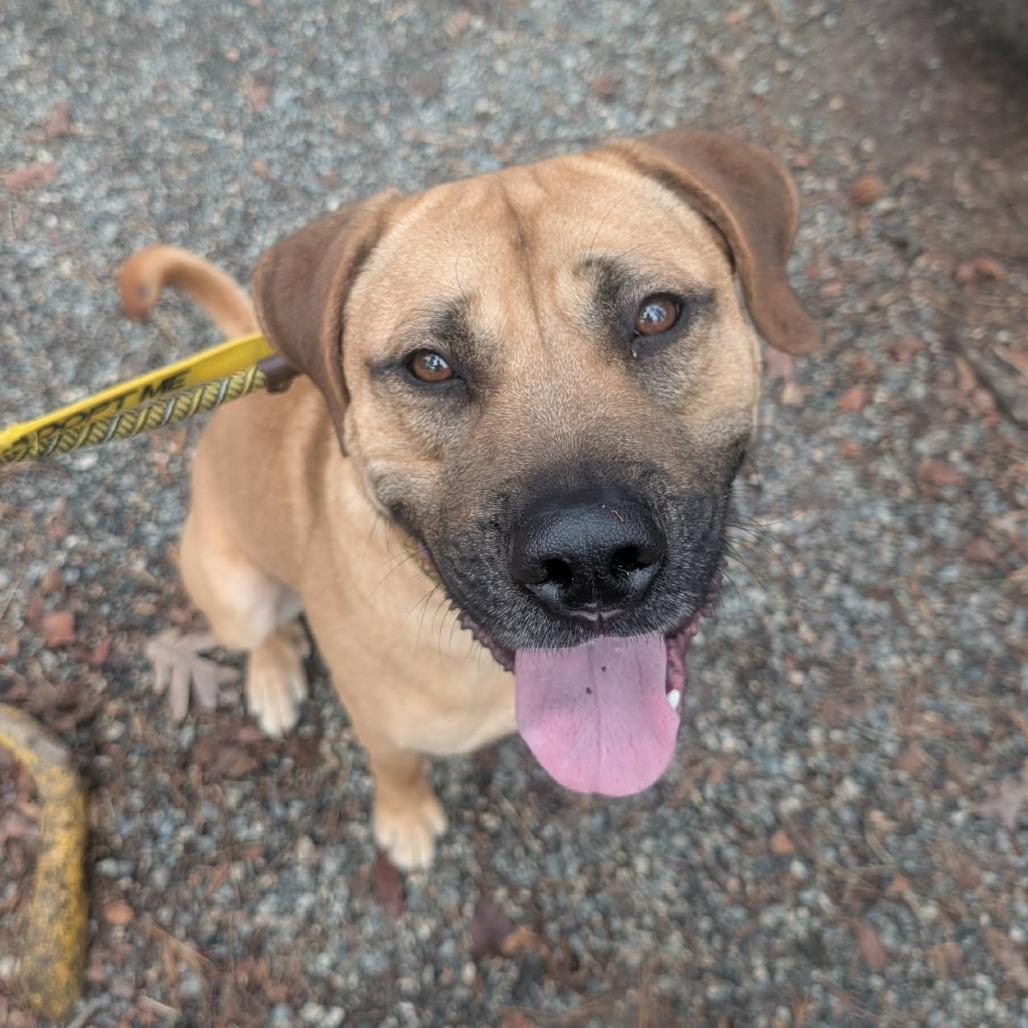 Barnaby, Adoptable, Adult Male Mixed Breed.
