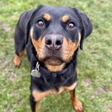 Cinnamon Toast Crunch, ADOPTABLE, Adult Female Rottweiler.