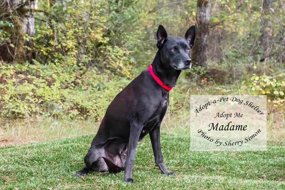 MADAME, a Adoptable mixed breed in Shelton, WA image 3/6