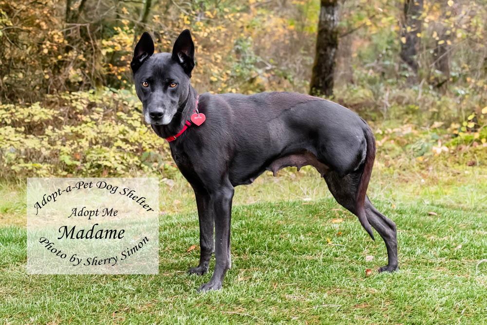 MADAME, a Adoptable mixed breed in Shelton, WA image 5/6