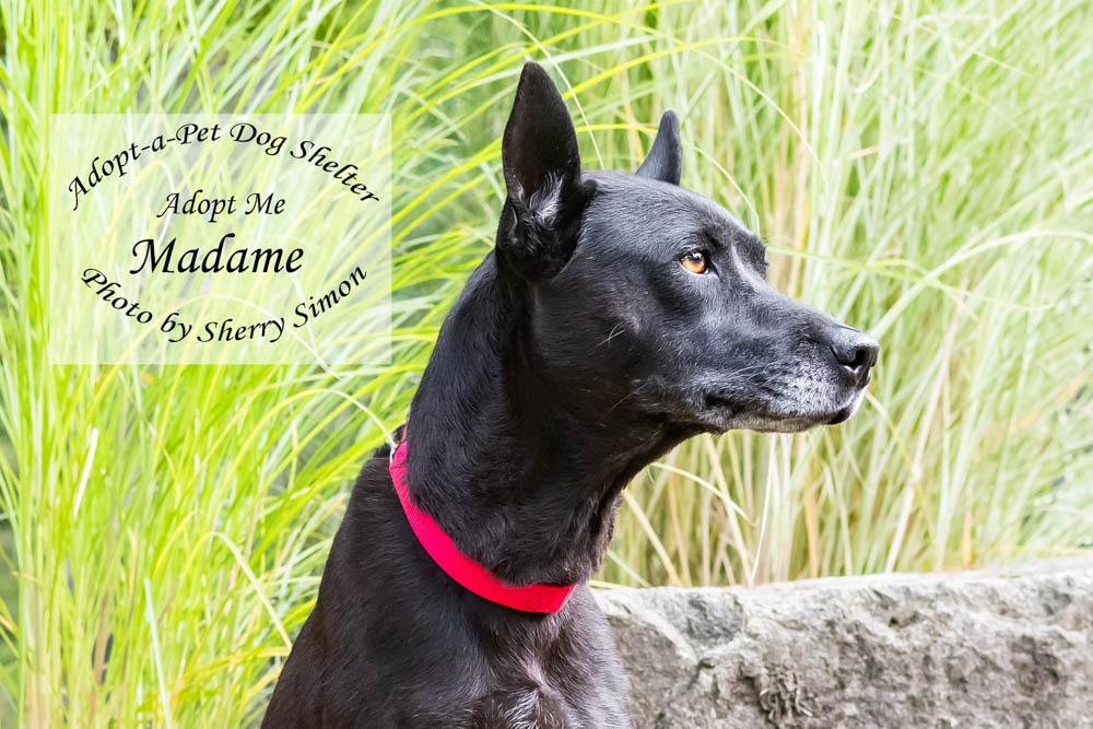 MADAME, a Adoptable mixed breed in Shelton, WA image 6/6
