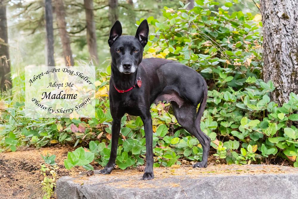 MADAME, a Adoptable mixed breed in Shelton, WA image 1/6
