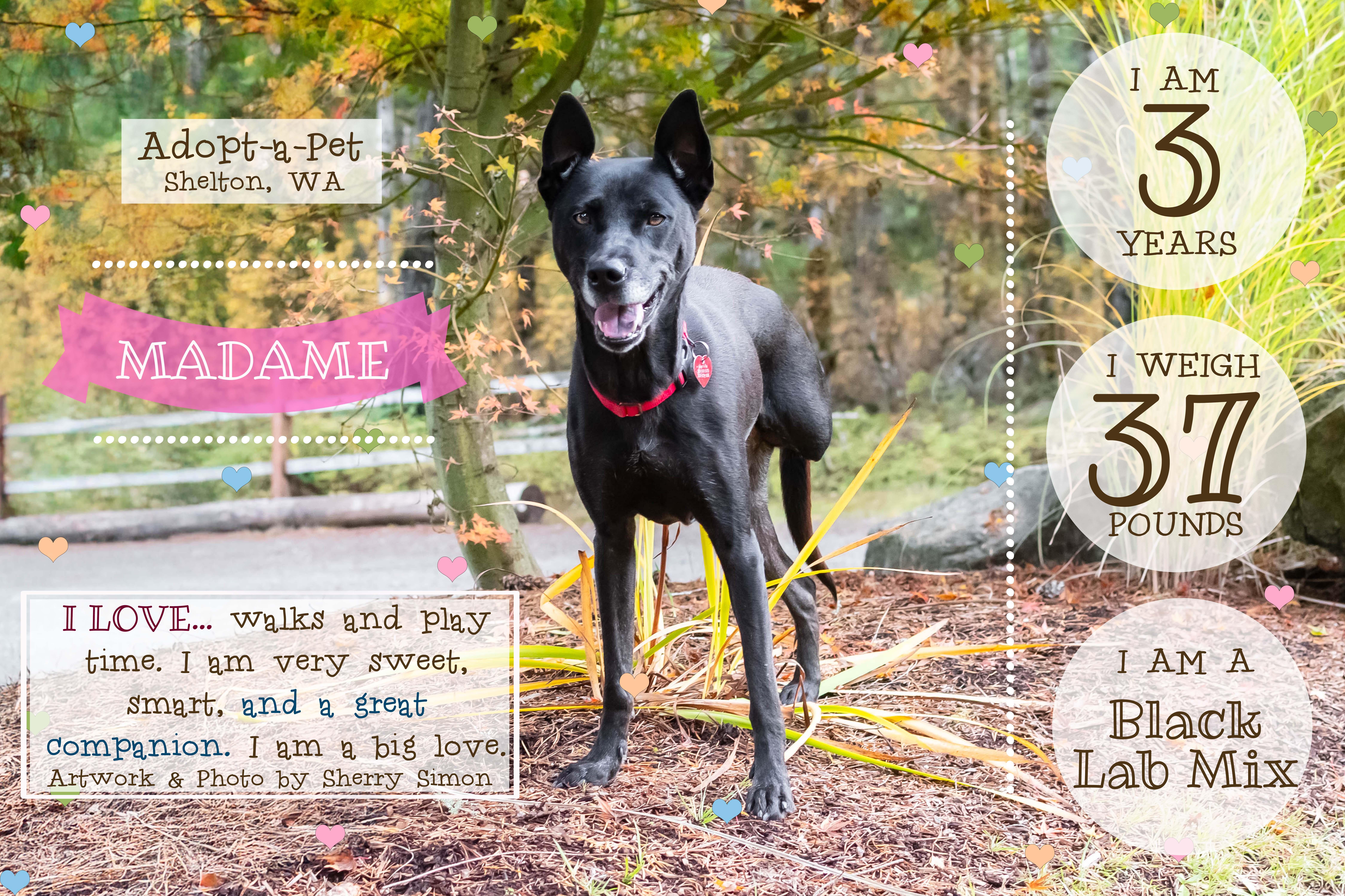 MADAME, a Adoptable mixed breed in Shelton, WA image 4/6