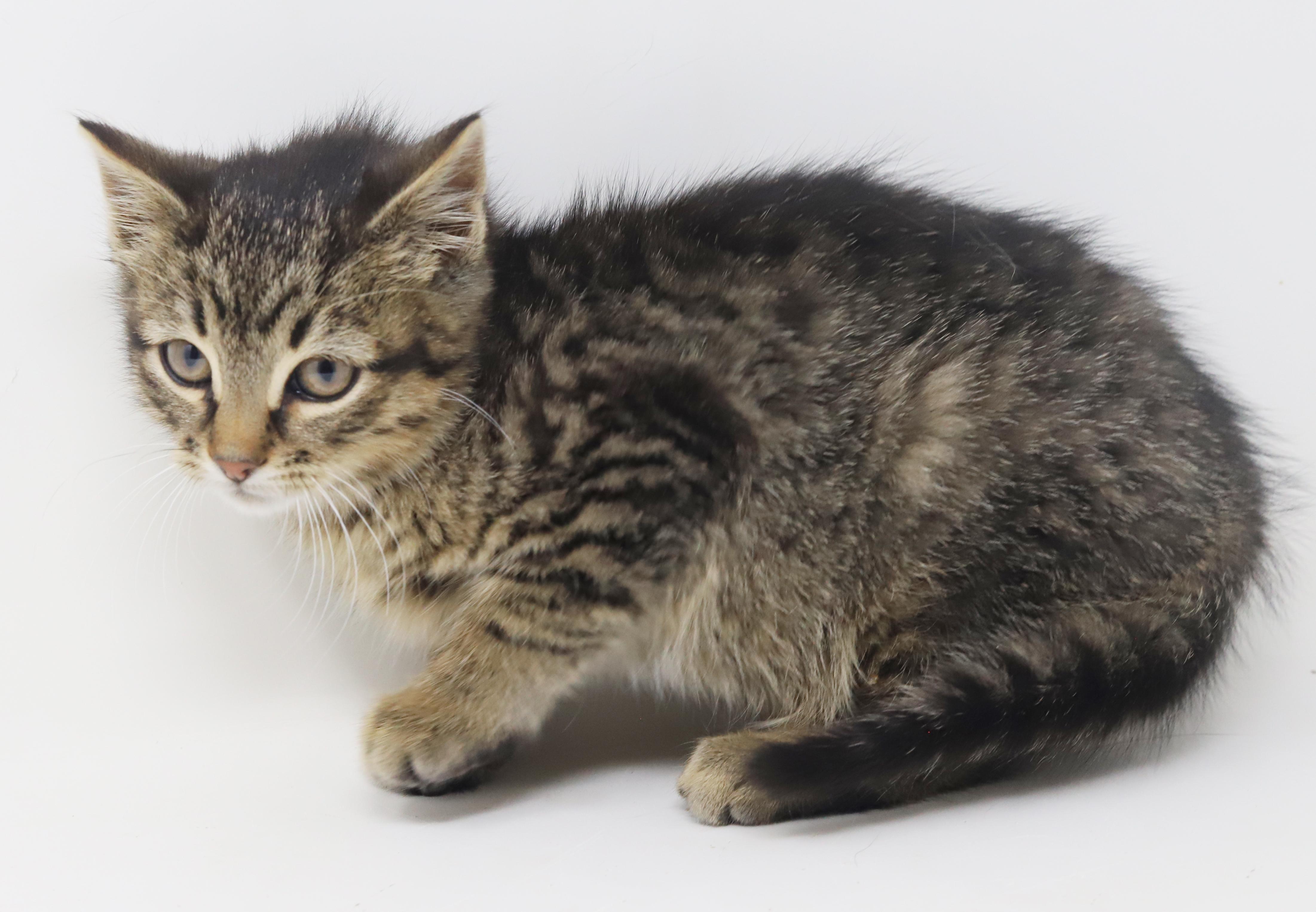 Enlarge Olaf is omg gorgeous!  What a living doll!, an adopted mixed breed in Bedford Hills, NY image 6/6