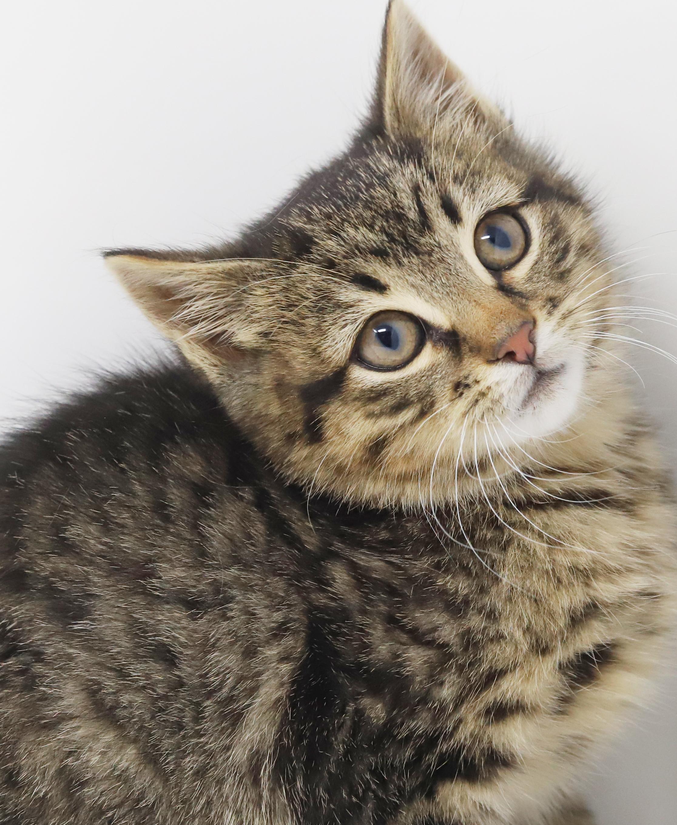 Enlarge Olaf is omg gorgeous!  What a living doll!, an adopted mixed breed in Bedford Hills, NY image 2/6