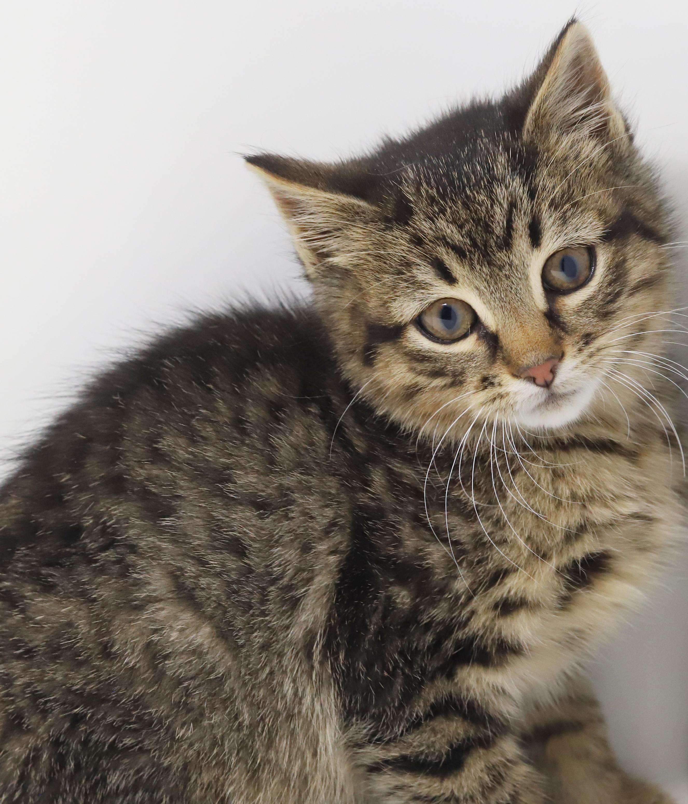 Enlarge Olaf is omg gorgeous!  What a living doll!, an adopted mixed breed in Bedford Hills, NY image 3/6