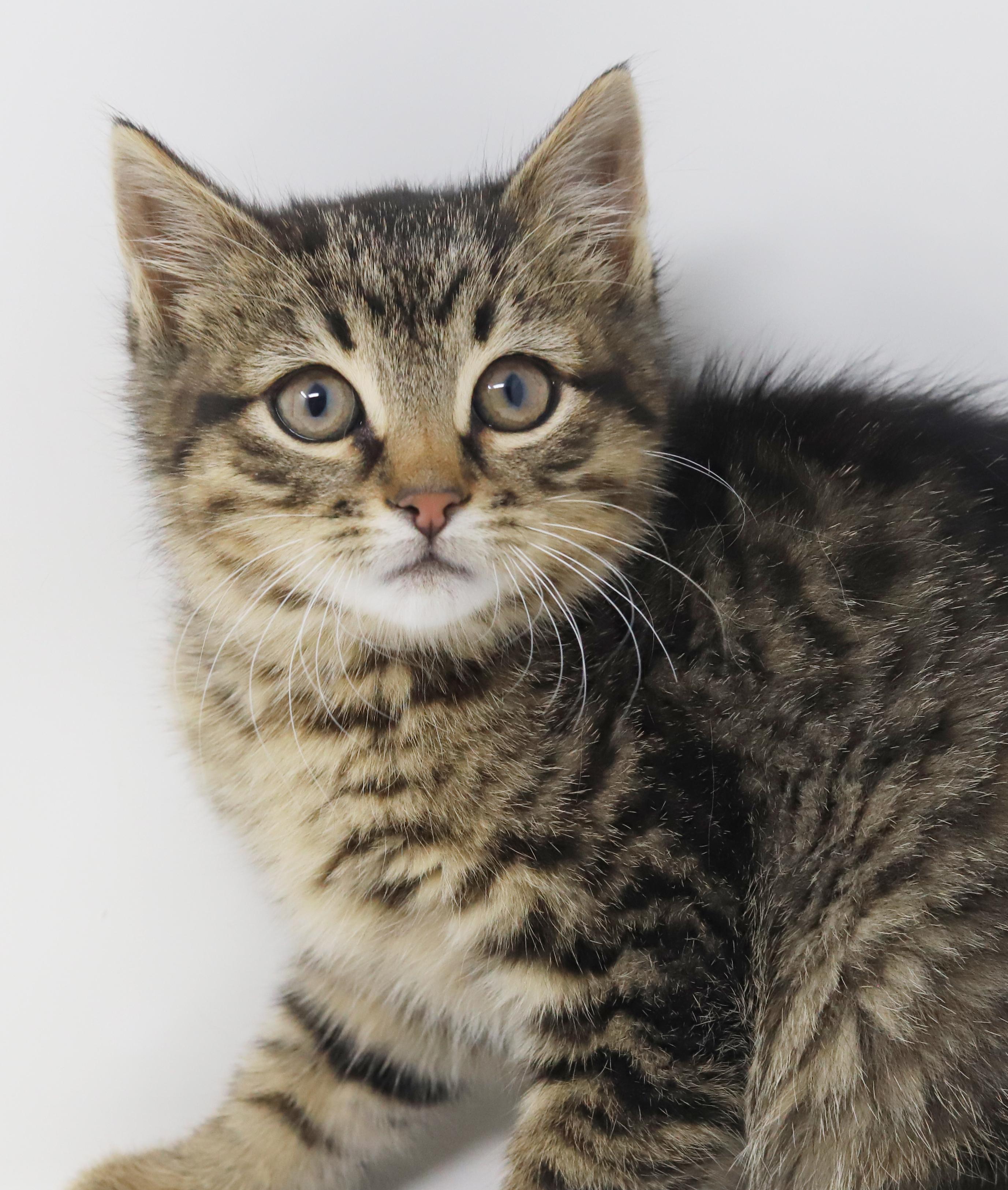 Enlarge Olaf is omg gorgeous!  What a living doll!, an adopted mixed breed in Bedford Hills, NY image 5/6