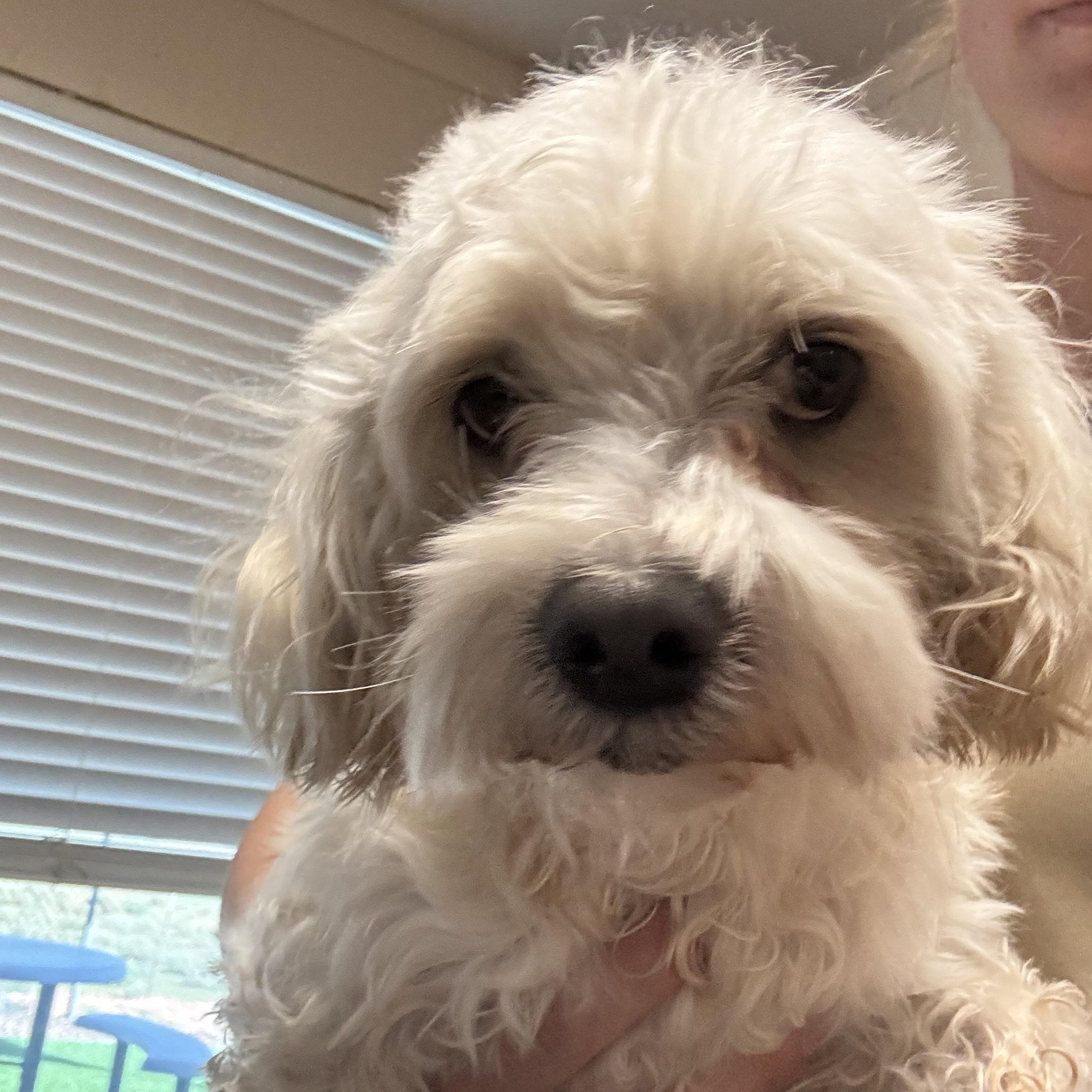 Enlarge Fluffy, a Adoptable Maltese in Washington, UT image 1/3