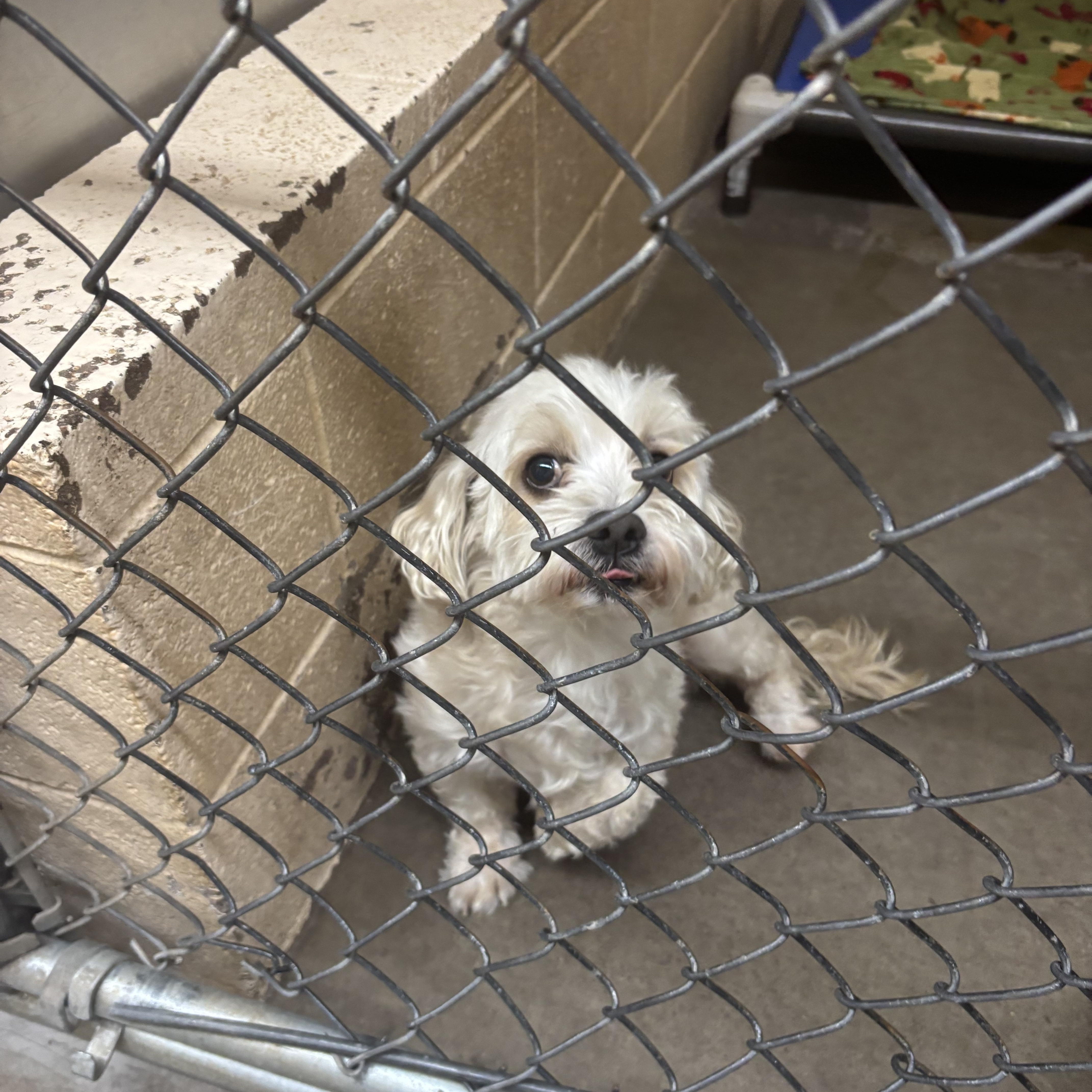 Enlarge Fluffy, a Adoptable Maltese in Washington, UT image 3/3