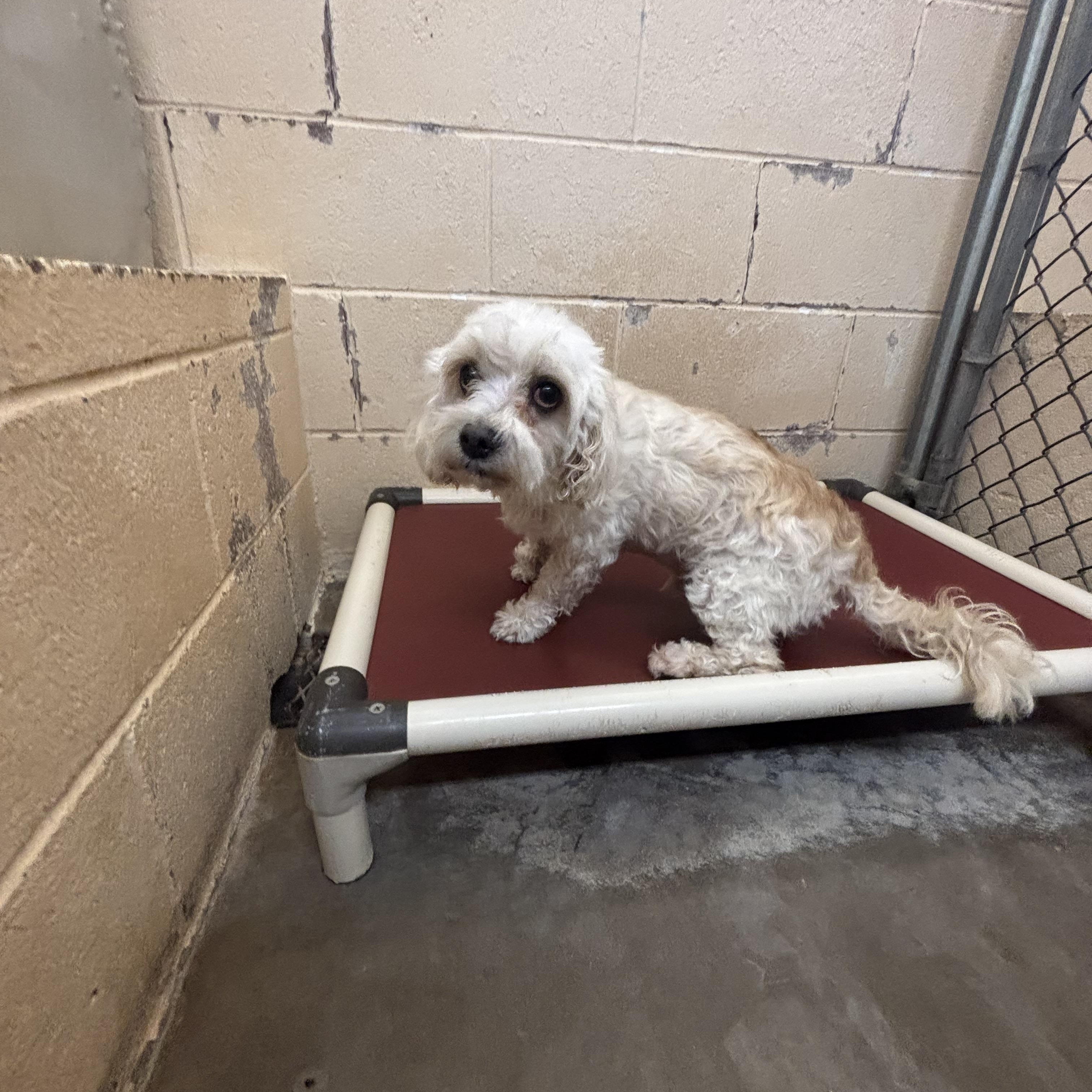 Enlarge Fluffy, a Adoptable Maltese in Washington, UT image 2/3