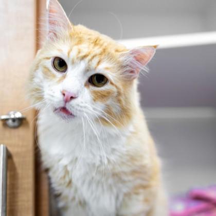 Enlarge Jupiter, a Adoptable Domestic Short Hair in Phoenixville, PA image 2/3