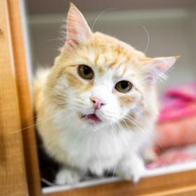 Enlarge Jupiter, a Adoptable Domestic Short Hair in Phoenixville, PA image 1/3