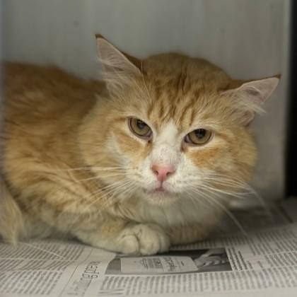 Enlarge Jupiter, a Adoptable Domestic Short Hair in Phoenixville, PA image 3/3