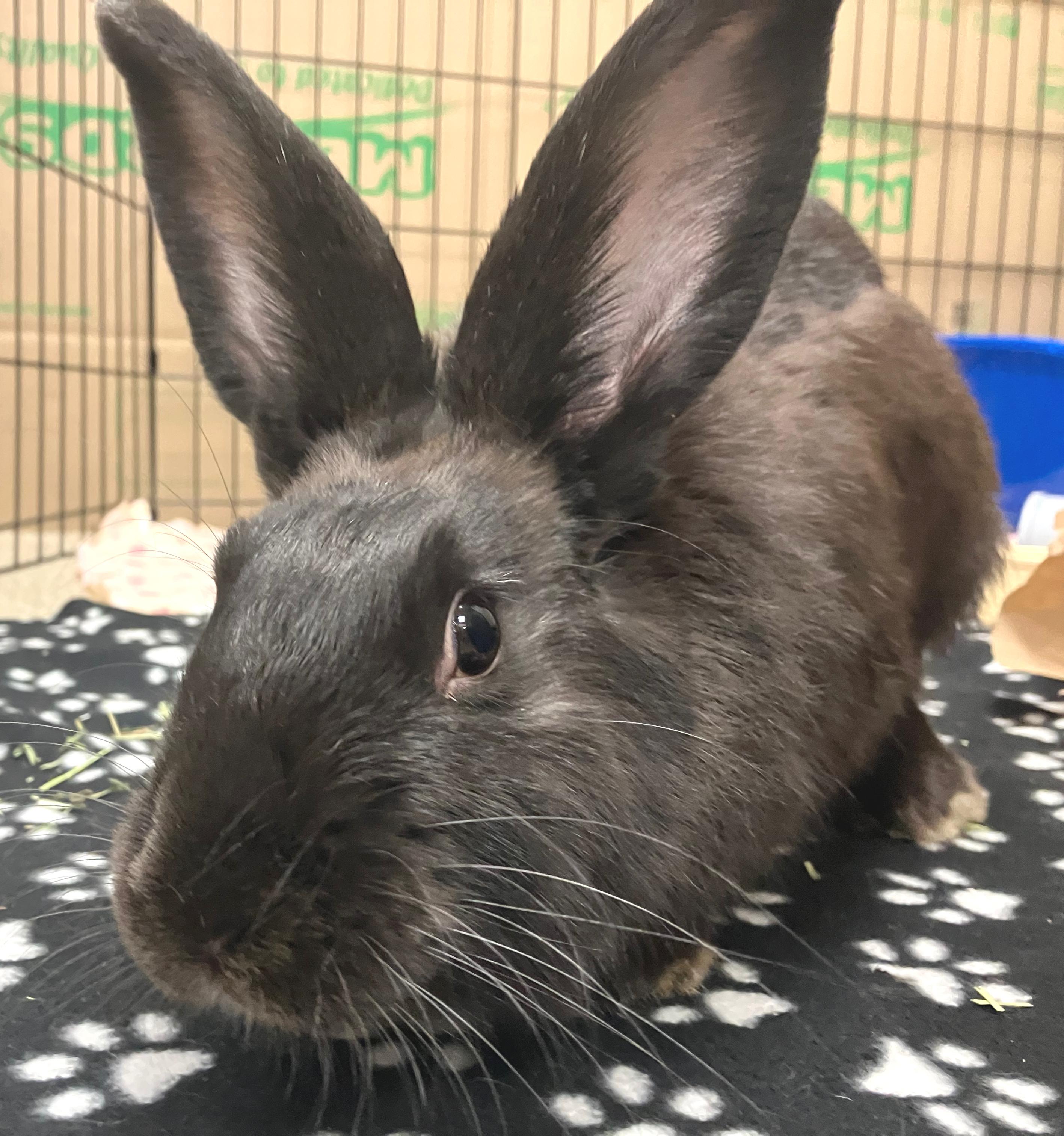 Enlarge Micah, an adopted Flemish Giant in Oshkosh, WI image 1/2
