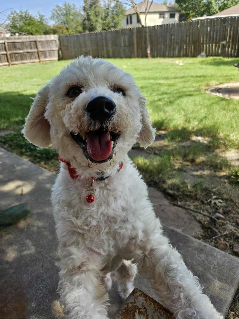 Rocket, a Adoptable Poodle in College Station, TX image 1/6