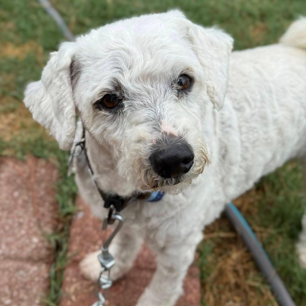 Enlarge Rocket, a Adoptable Poodle in College Station, TX image 1/6
