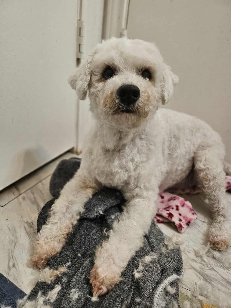 Enlarge Rocket, a Adoptable Poodle in College Station, TX image 3/6