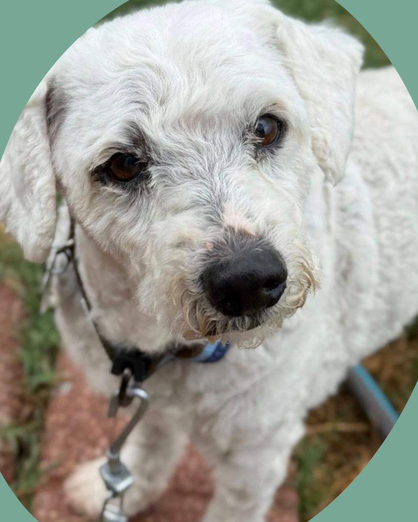 Enlarge Rocket, a Adoptable Poodle in College Station, TX image 2/6