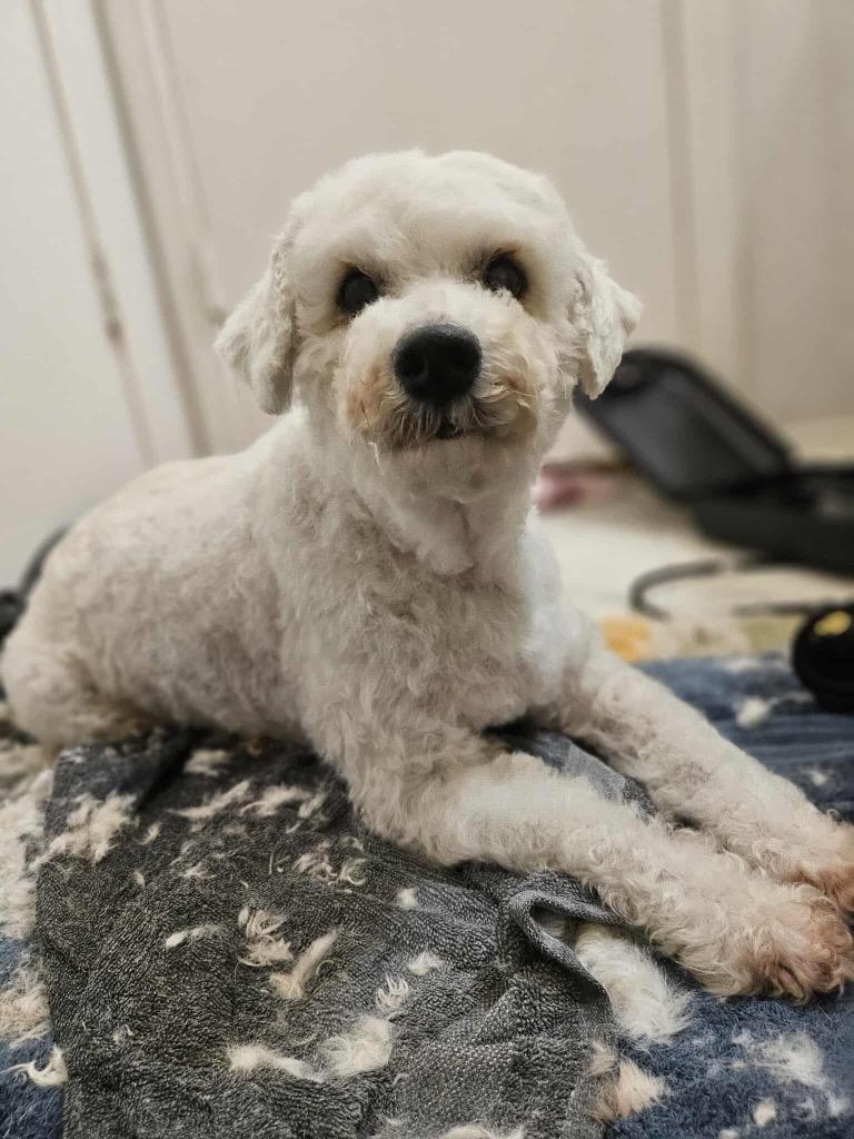 Enlarge Rocket, a Adoptable Poodle in College Station, TX image 3/6