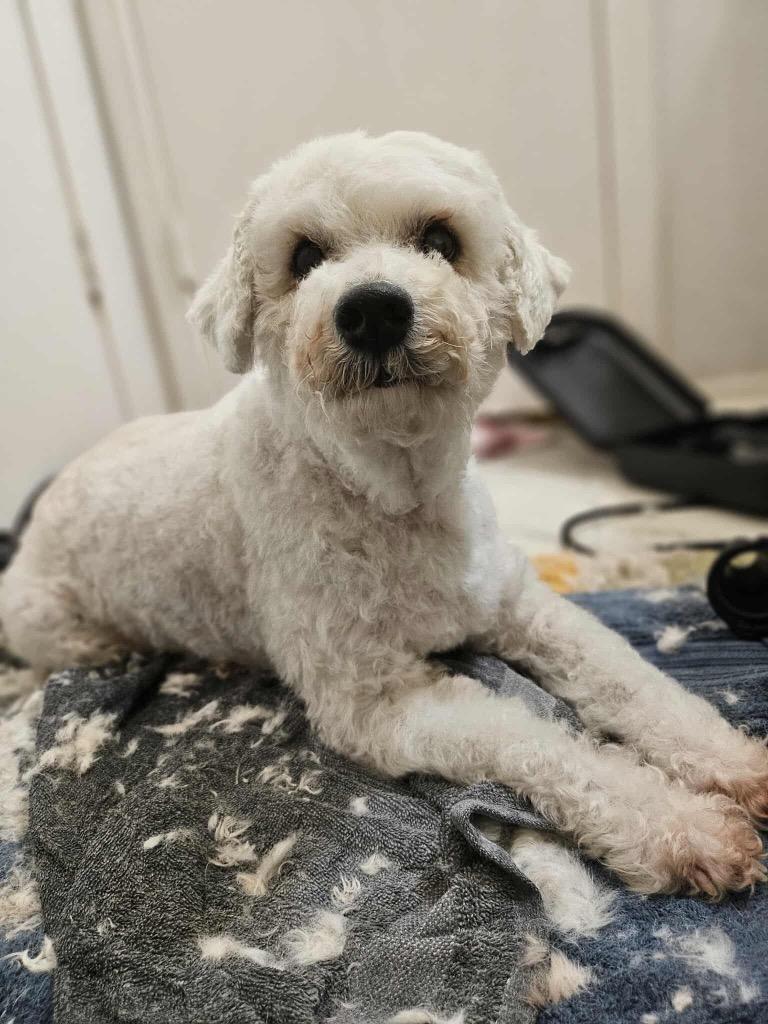 Enlarge Rocket, a Adoptable Poodle in College Station, TX image 6/6