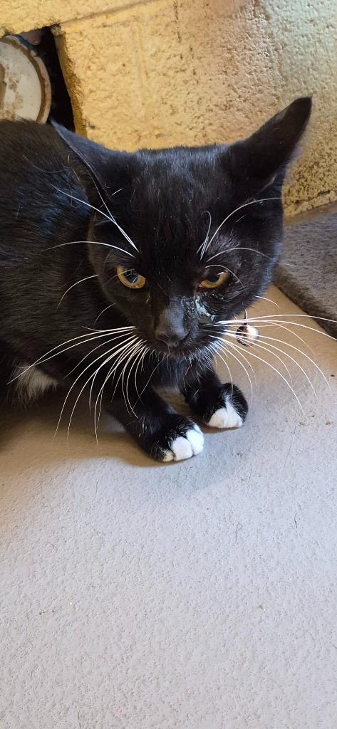 Enlarge TIP TOES, a Adoptable mixed breed in Crossville, TN image 1/1