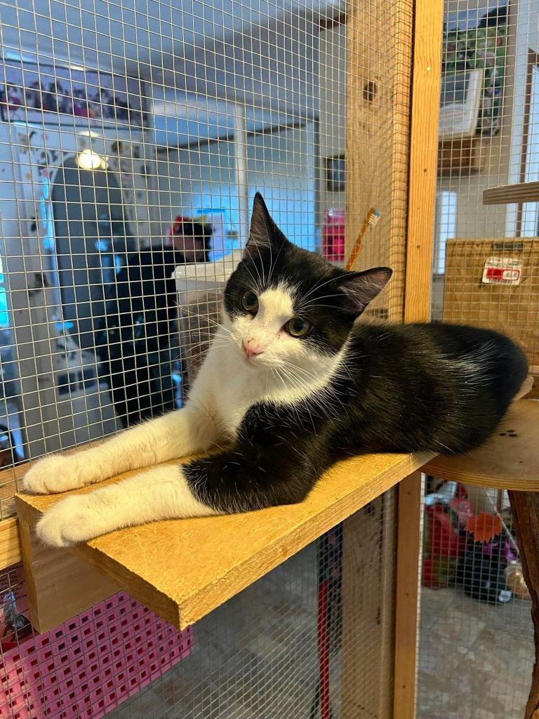 Sailor, Adoptable, Kitten Male Domestic Short Hair.